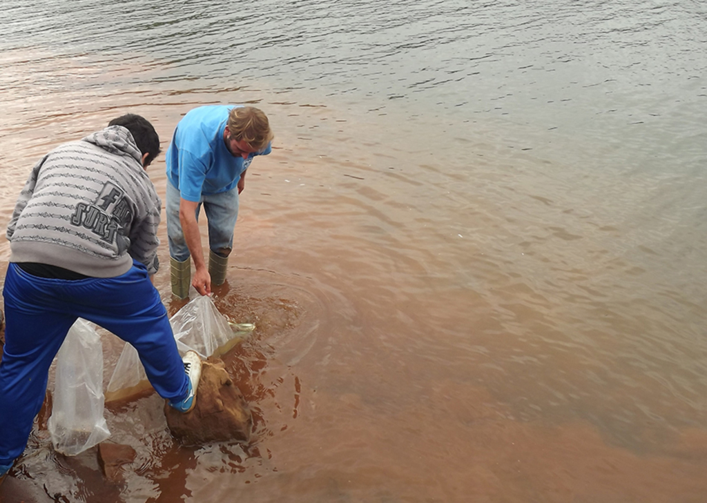 BAESA realiza nova soltura de peixes no rio Pelotas