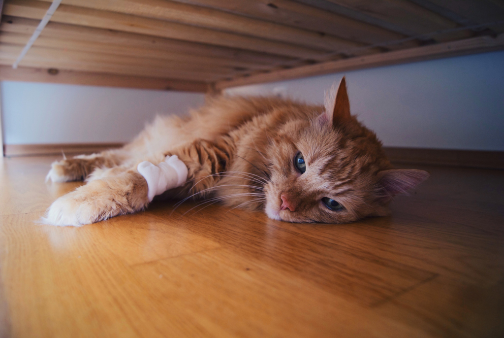 Dez sinais de câncer em gatos