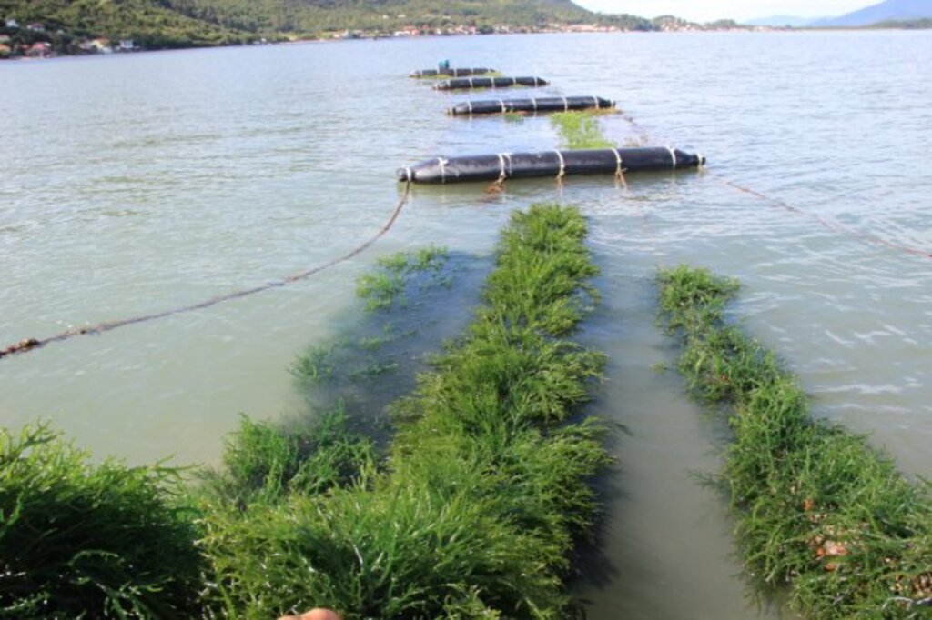 Governo Federal autoriza o cultivo comercial de macroalgas em Santa Catarina