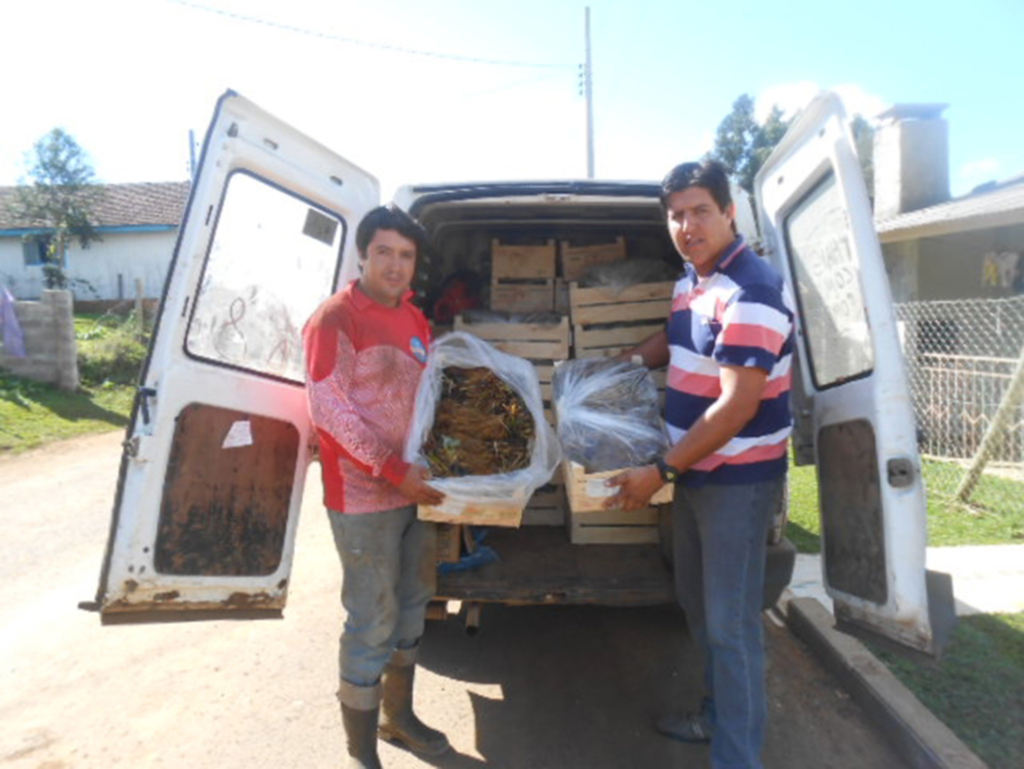 Mudas de morangos vindas  do Chile chegam a Capão Alto