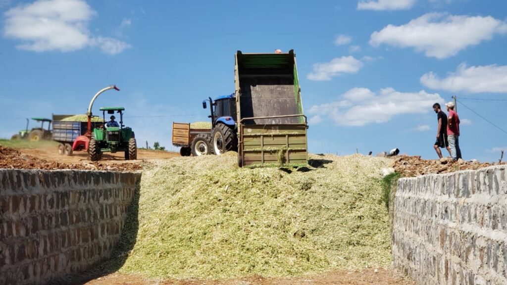 SERVIÇOS DE SILAGEM DE MILHO AVANÇAM NO INTERIOR DE PIRATUBA, GARANTINDO ALIMENTAÇÃO RICA