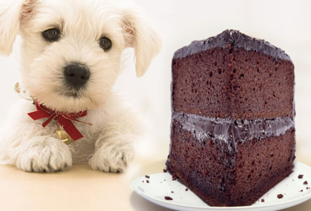 Atenção na Páscoa: chocolate é veneno para os cães