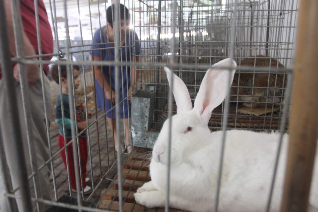 Sargs realiza feira de aves e coelhos em Pelotas