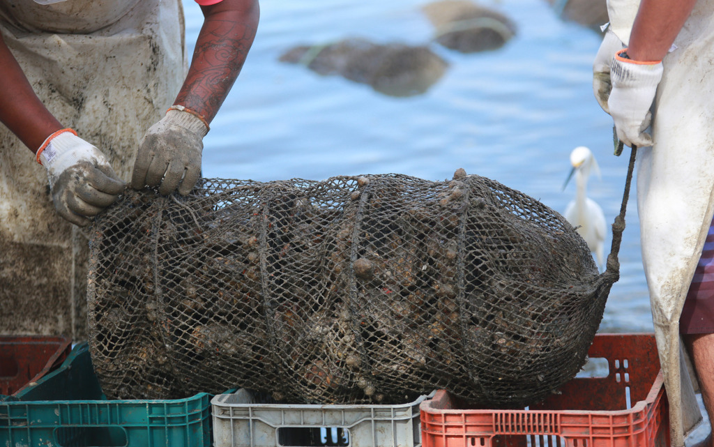 Santa Catarina cria linha de crédito especial para maricultores e pescadores