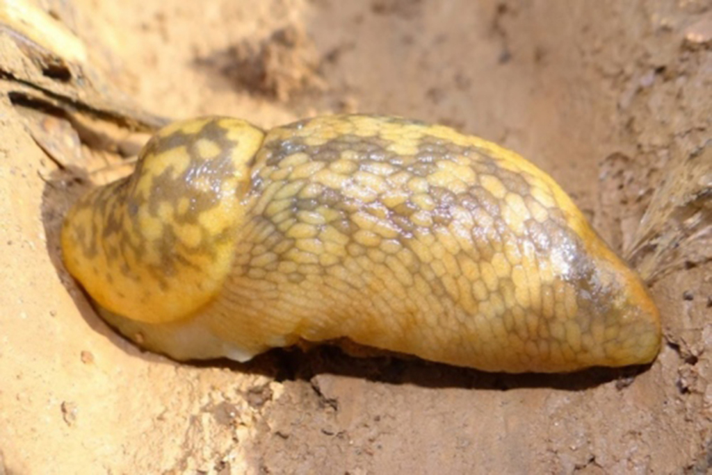 Lesma invasora da Europa é encontrada no Planalto Norte em Santa Catarina