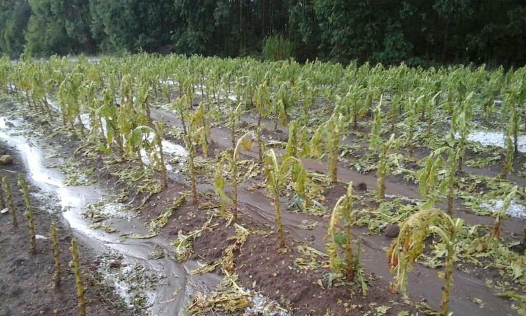 Hora de contabilizar os prejuízos com o granizo