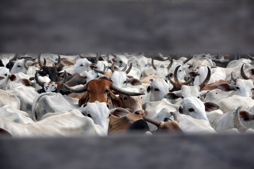 TRF-3 suspende liminar que proíbe exportação de animais vivos no país