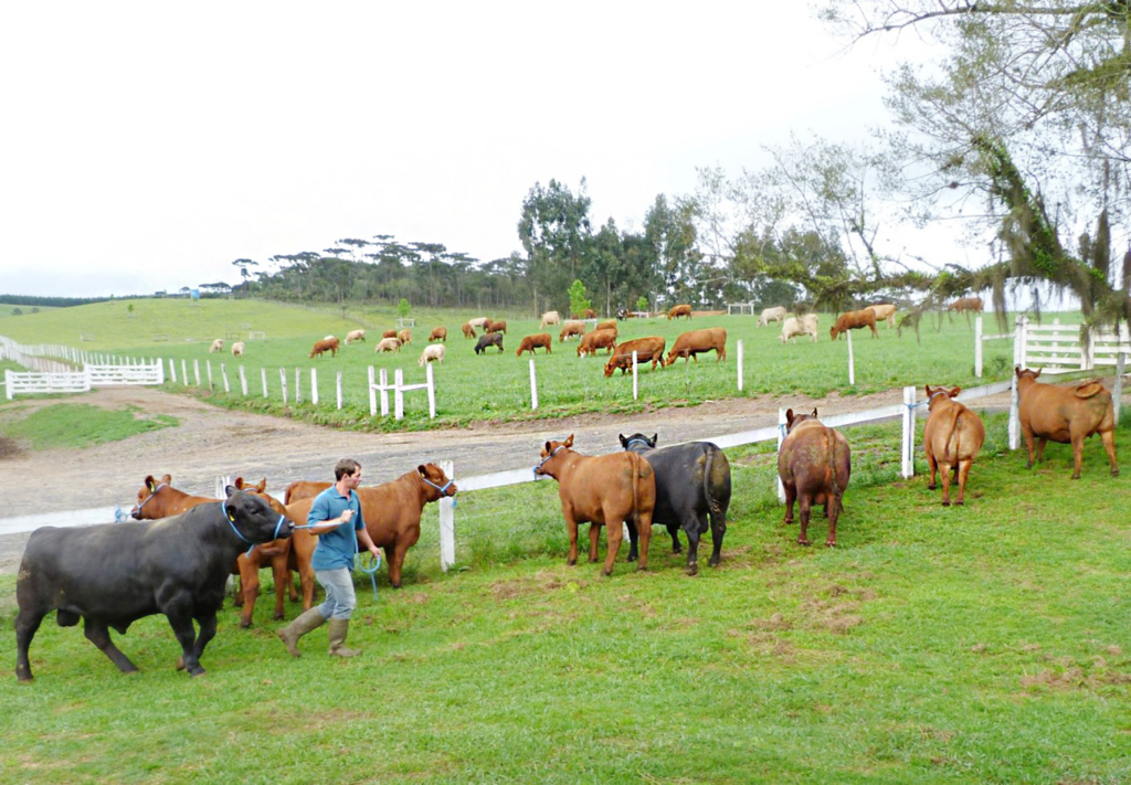 BOVIEXPO terá palestras técnicas, exposição e feira de gado