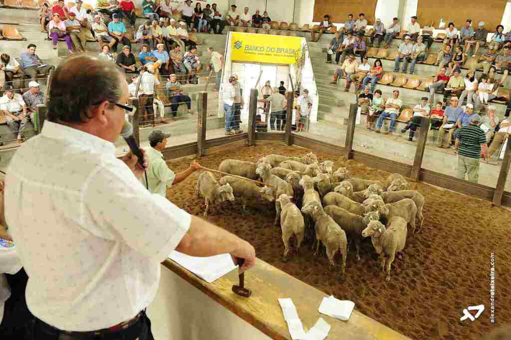 Feovelha tem sua programação definida