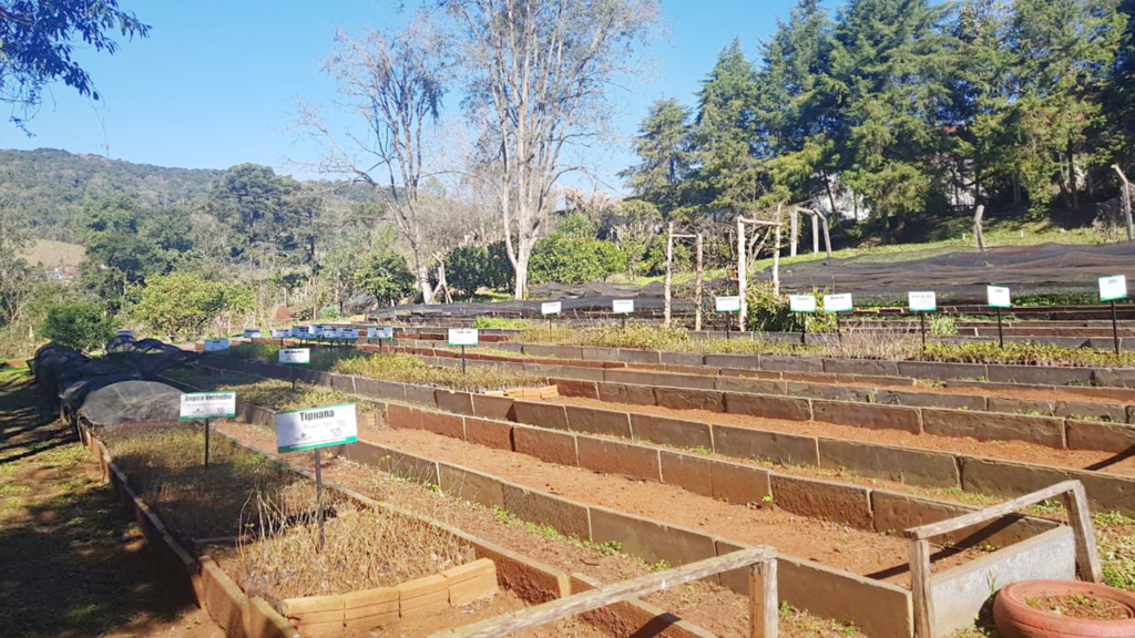 Horto Florestal de Capinzal dispõe de mais de 10 mil mudas