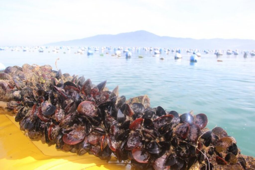 Mantida a interdição dos cultivos de ostras e mexilhões de Bombinhas e Porto Belo