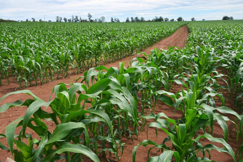 AGRICULTURA ANUNCIA PROGRAMA DE DISTRIBUIÇÃO DE ADUBO QUÍMICO EM PIRATUBA