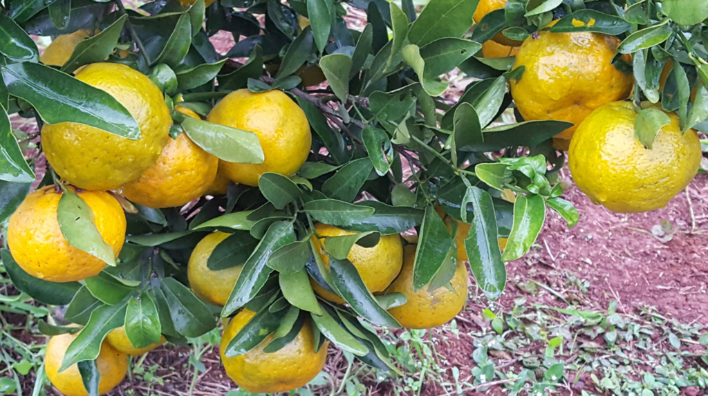 Evento vai reunir fruticultores do Sul do Brasil em Chapecó