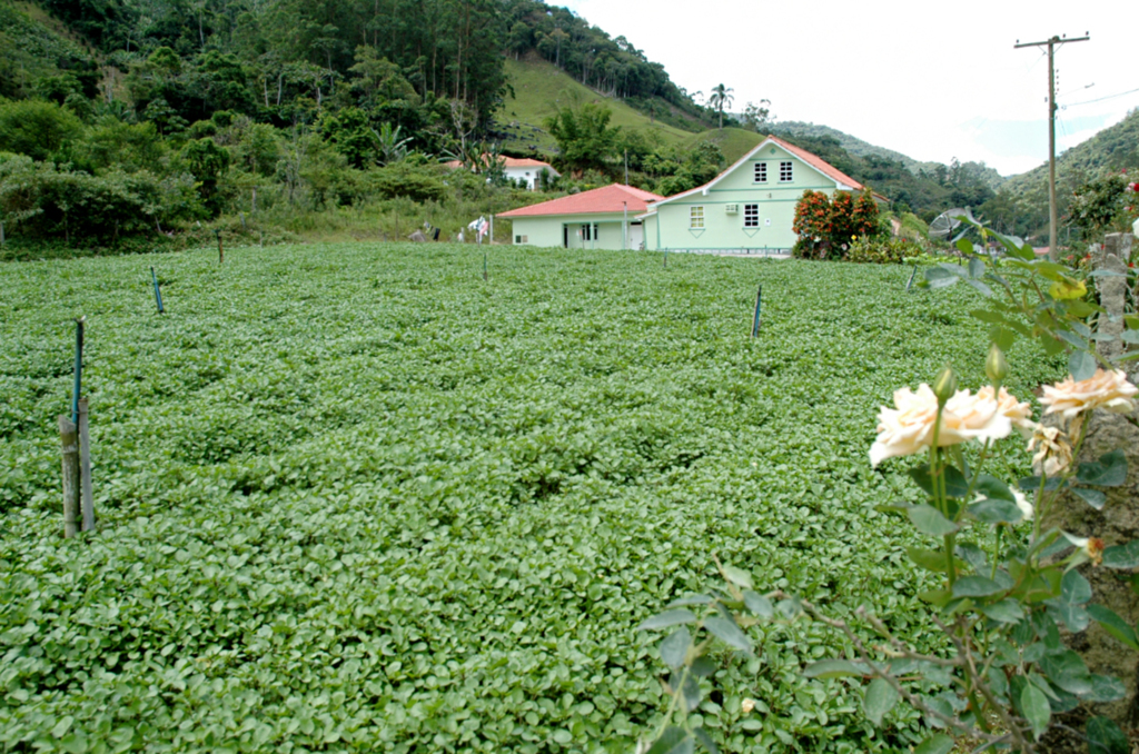 Celesc lança projeto que vai beneficiar áreas rurais de Santa Catarina