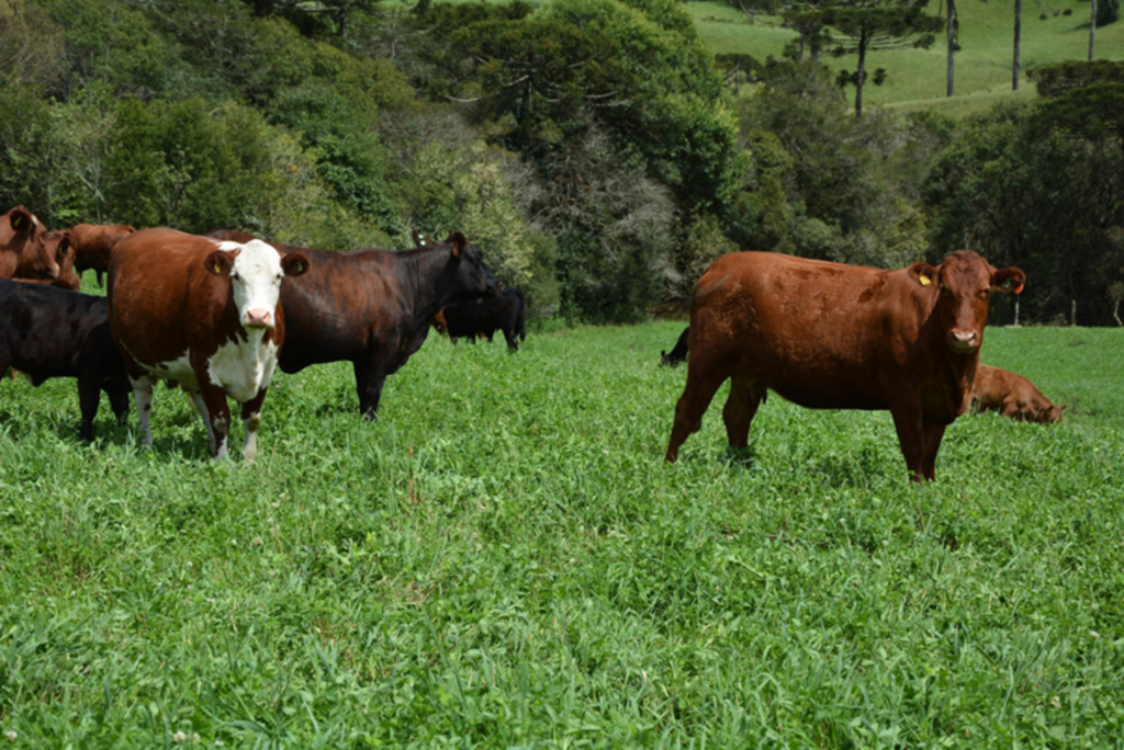  - Evento abordará produção de gado de corte