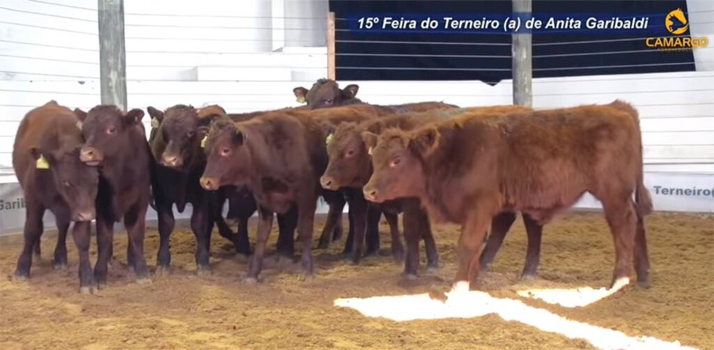 Feira do Terneiro (a) de Anita Garibaldi atinge a maior média de preços da região