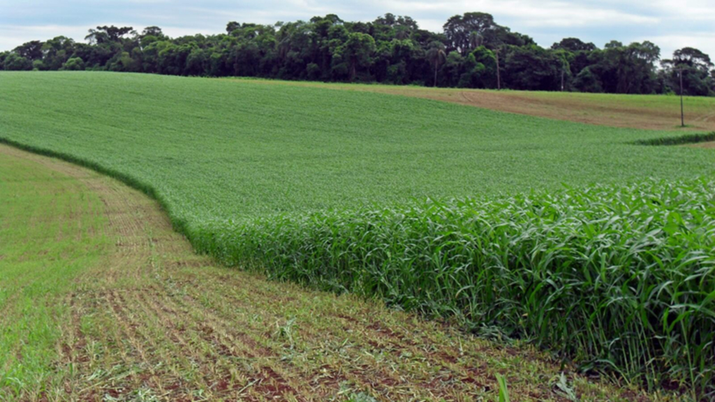 AGRICULTURA ESTICA PERÍODO DE RESERVAS DE SEMENTES DE PASTAGENS DE INVERNO