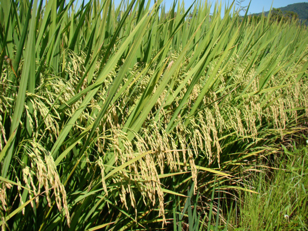 Aires Mariga / Epagri - Área cultivada de arroz no Estado não varia muito de uma safra para outra.