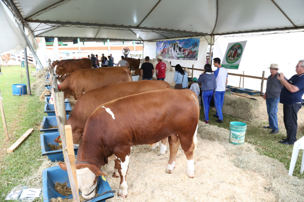 Exposição e julgamento de animais Simental e Simbrasil acontecem no 24º Dia de Campo Copercampos