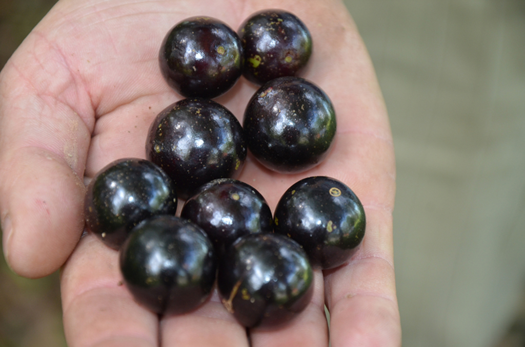 Festa da Jabuticaba acontece nesse domingo, dia 04