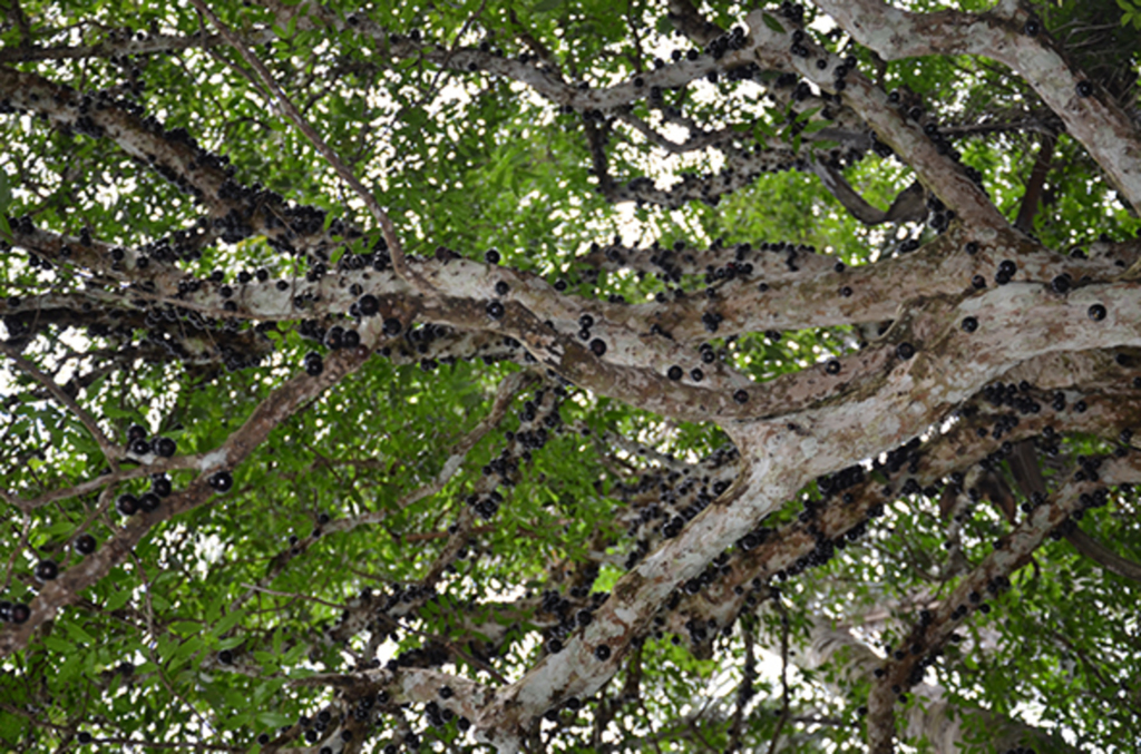 12ª Festa da Jabuticaba contou com grande quantidade da fruta e de participantes