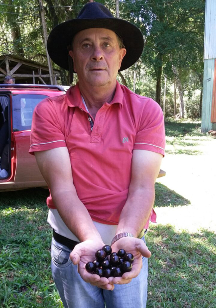 Festa da Jabuticaba acontece no próximo domingo, dia 22