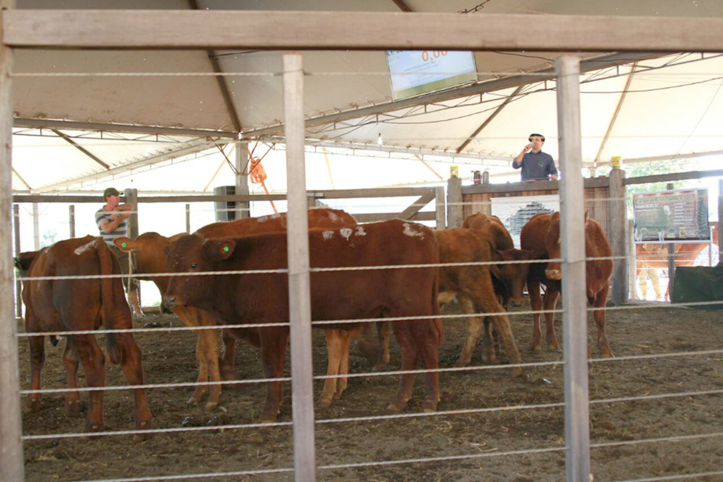 Vargem realiza a 2ª Feira do Terneiro (a) e Gado Geral