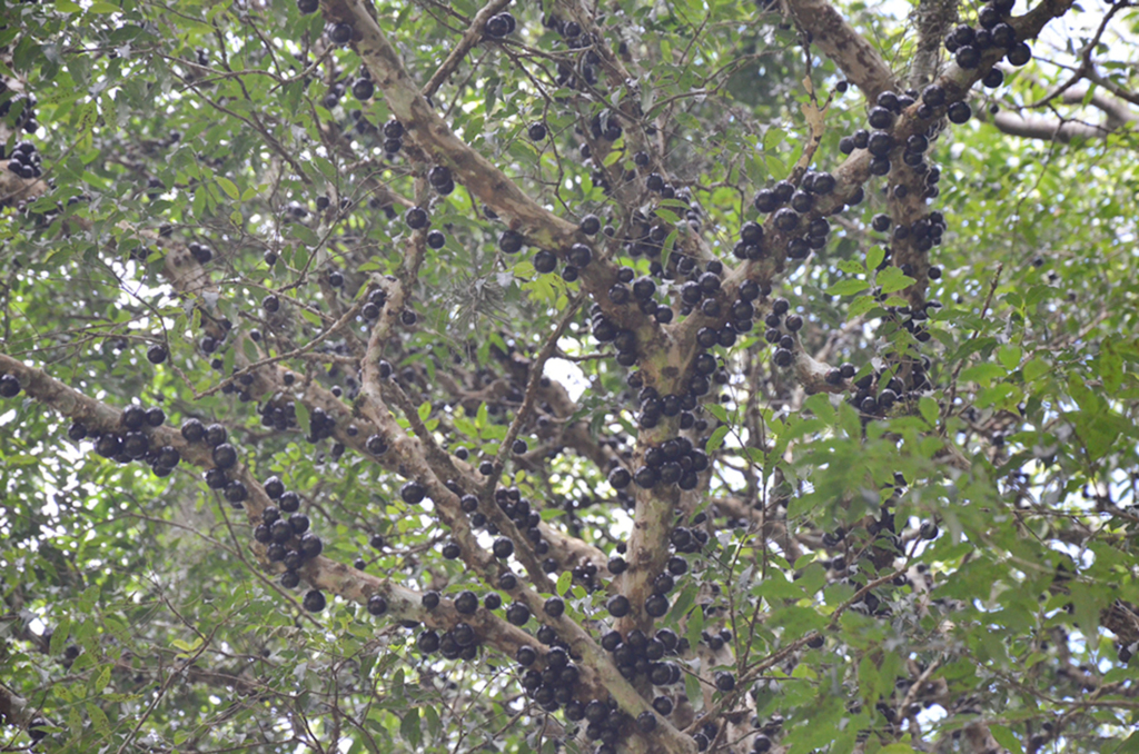 11ª Festa da Jabuticaba reuniu grande público no Jabuticabal do Neri, em Anita