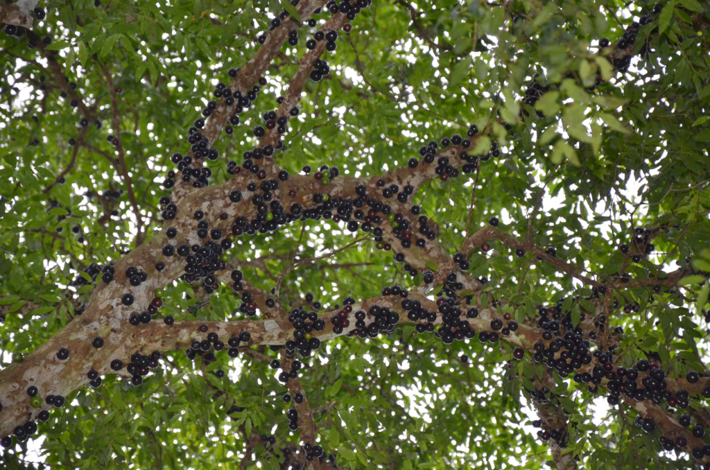 Festa da Jabuticaba reuniu centenas de pessoas,  mesmo com chuva