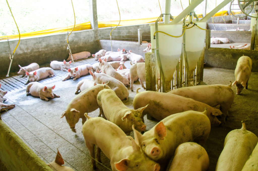 Seminário na Embrapa