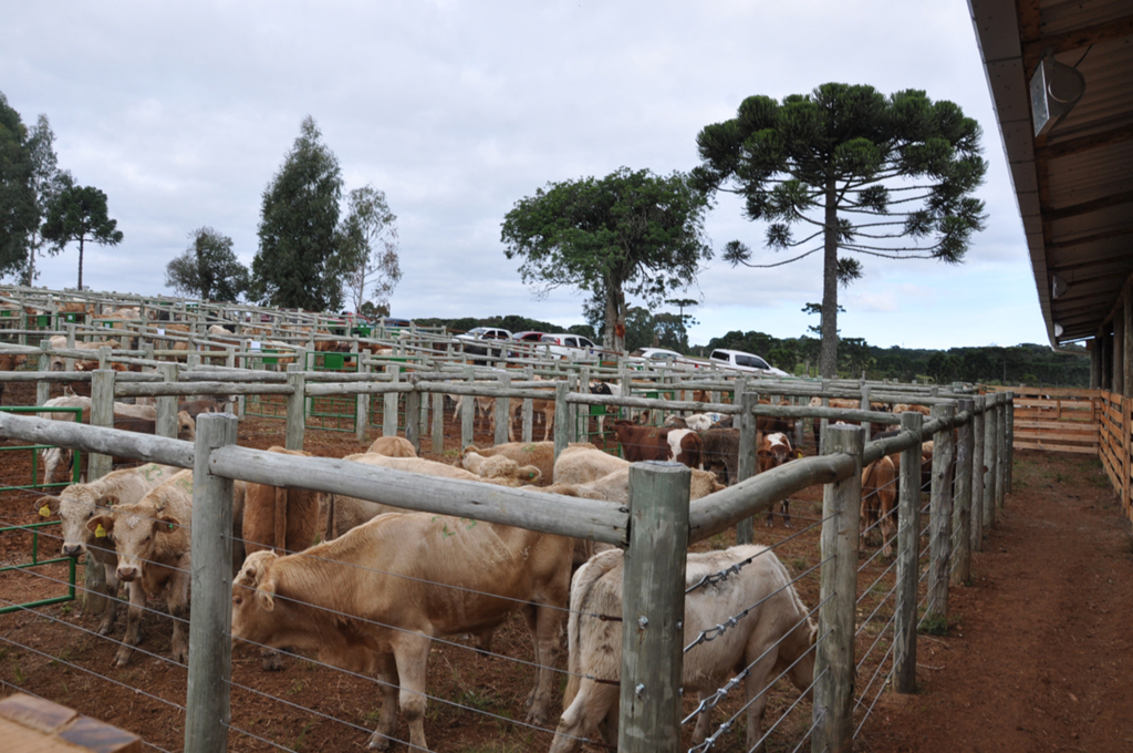 V Trilha do Java reuniu mais de 220 trilheiros de 25 cidades em Pinhal da Serra