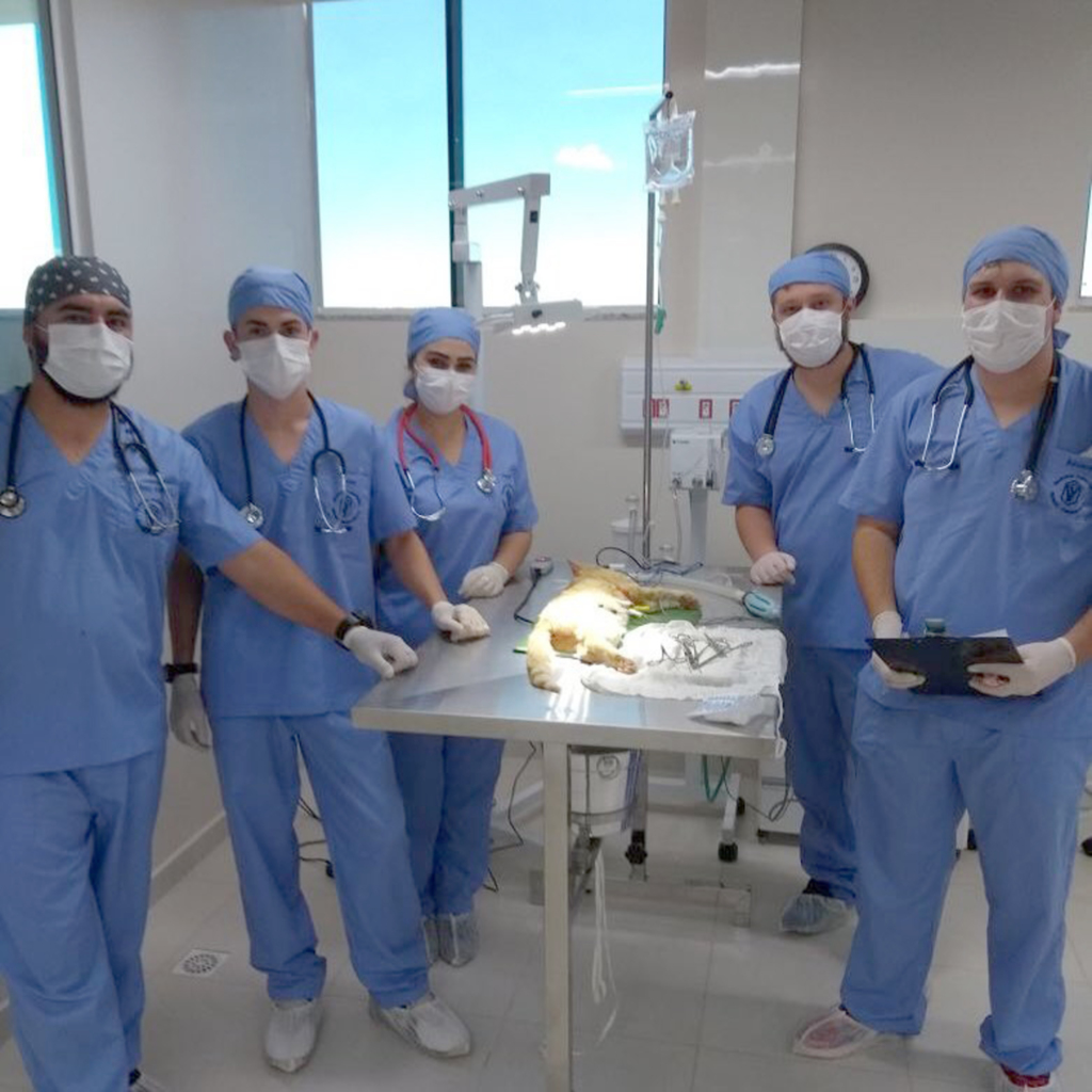 - Primeiras cirurgias de castração viabilizadas por meio do projeto foram realizadas no dia 6 de agosto.