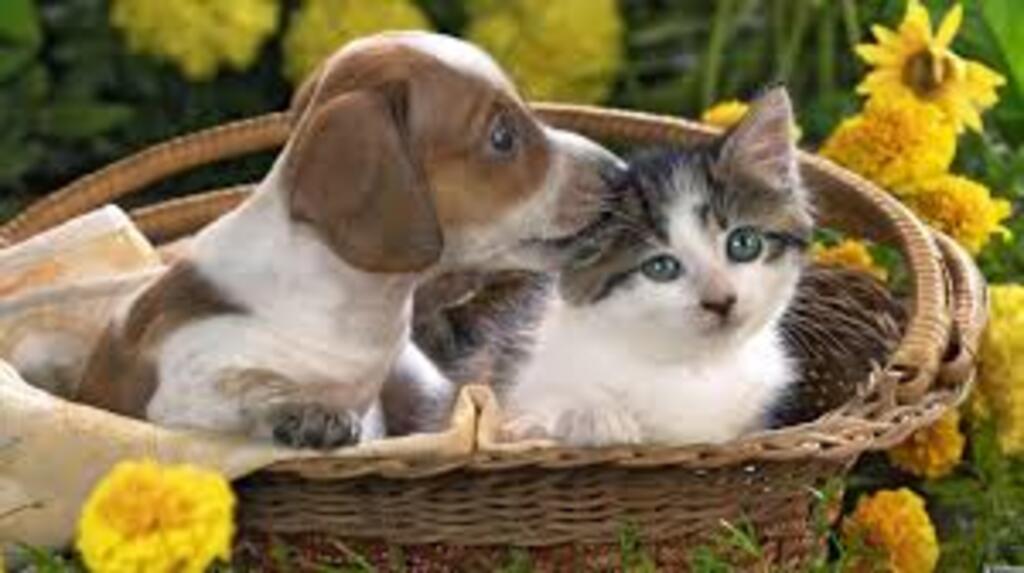 Secretaria de Saúde renova Programa Municipal de Castração de Cães e Gatos