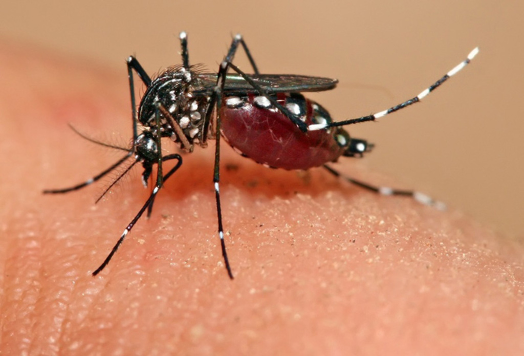 Secretaria da Saúde intensificará Programa de Combate a Dengue a partir da próxima semana