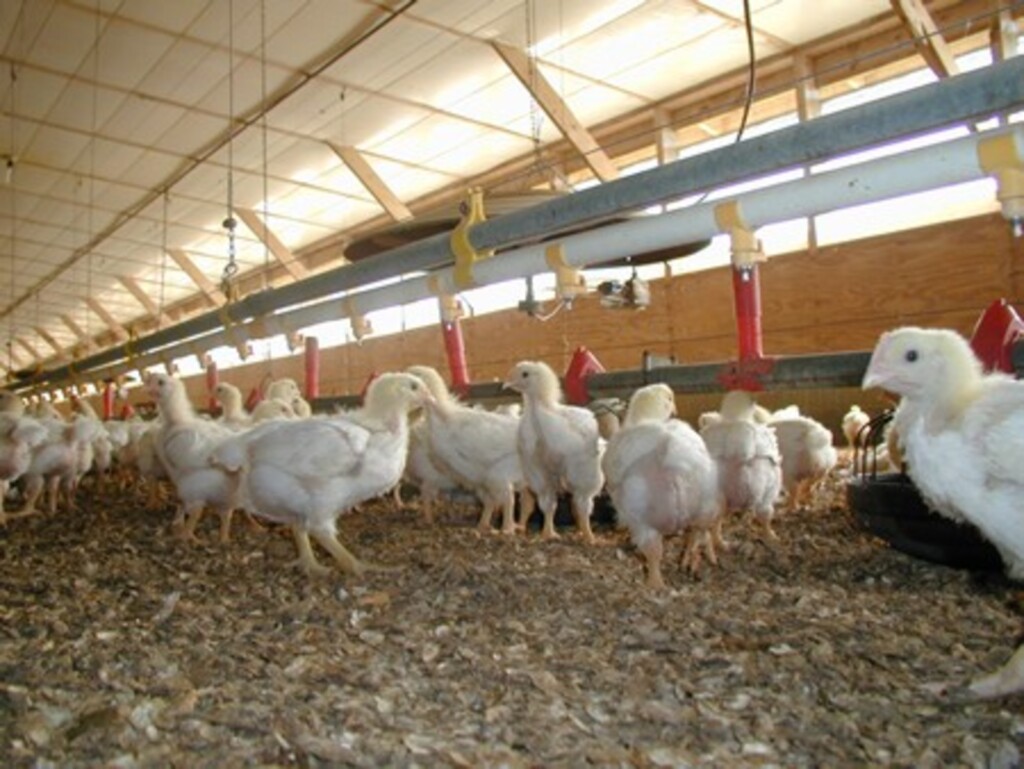 Programa de Fertilização de Solo deve beneficiar aproximadamente 500 propriedades em Piratuba