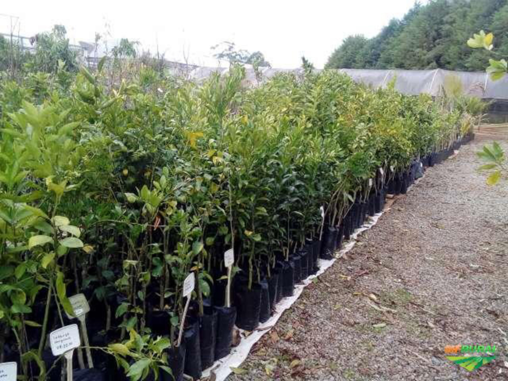 Mudas frutíferas e ornamentais podem ser encomendadas até o próximo dia 25