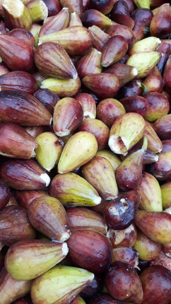 Cidadão cultiva horta no 'coração' de Capinzal