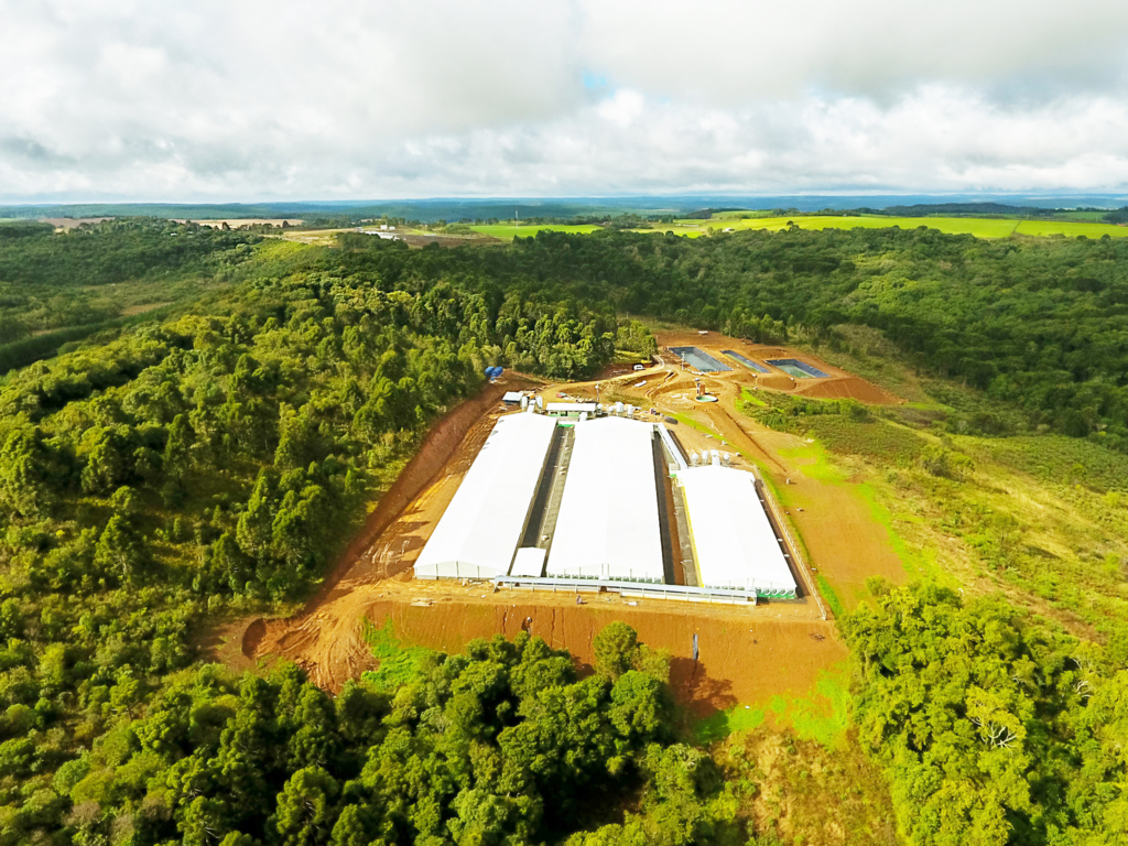 Nova granja de suínos Copercampos recebe primeiras matrizes