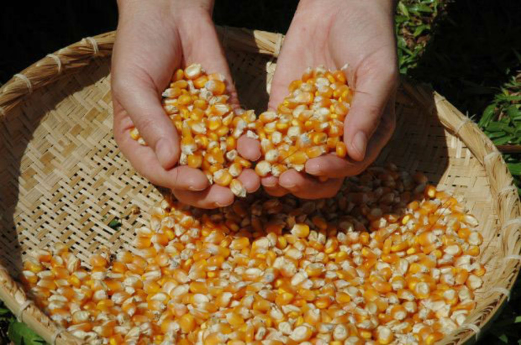 Santa Catarina encerra colheita de milho com incremento de 17% na produção