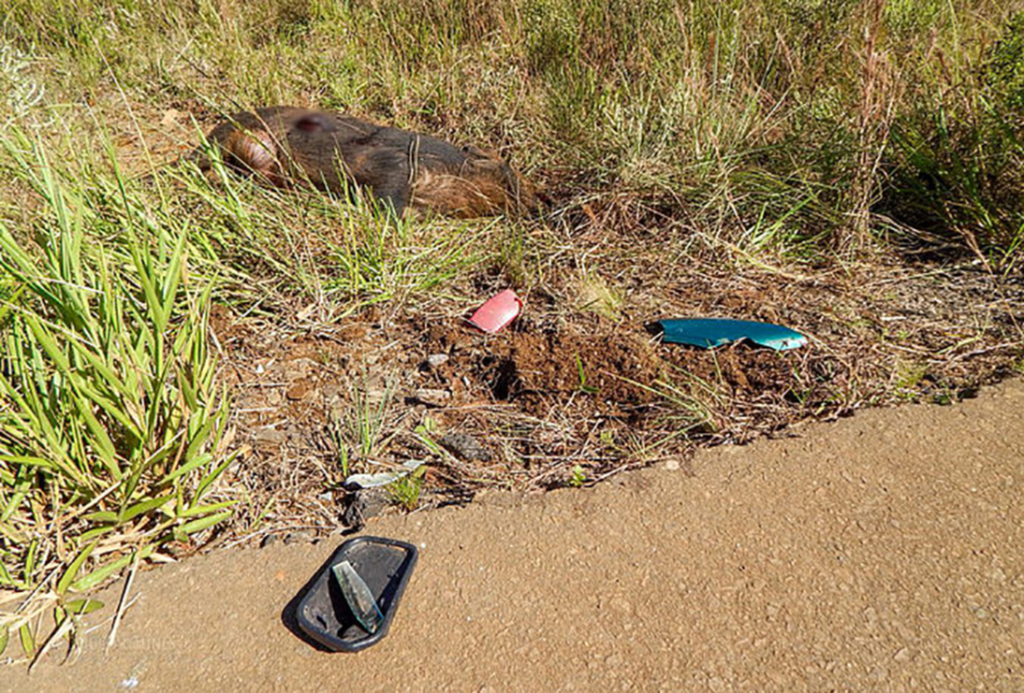 Javali na pista causa acidente de moto na  SC-390 em Campo Belo