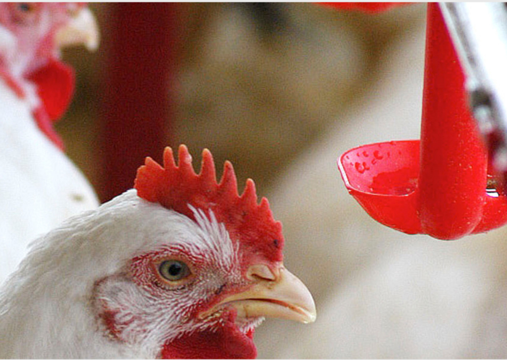 Setor de carnes responde por 33,5% das exportações catarinenses em janeiro