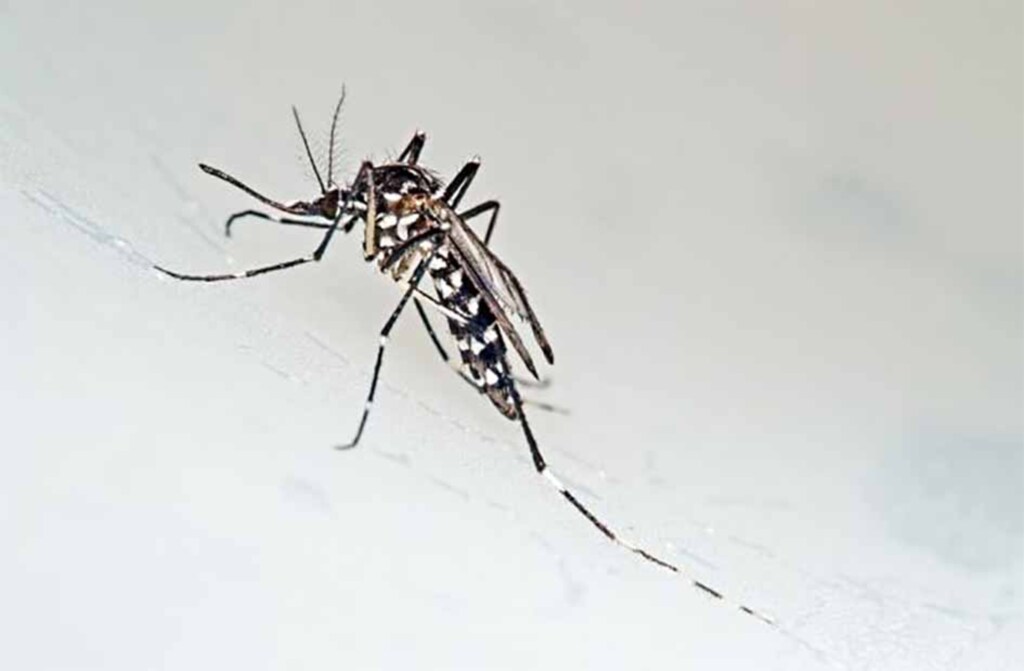 Evitar a proliferação do Aedes aegypti é uma responsabilidade de todos