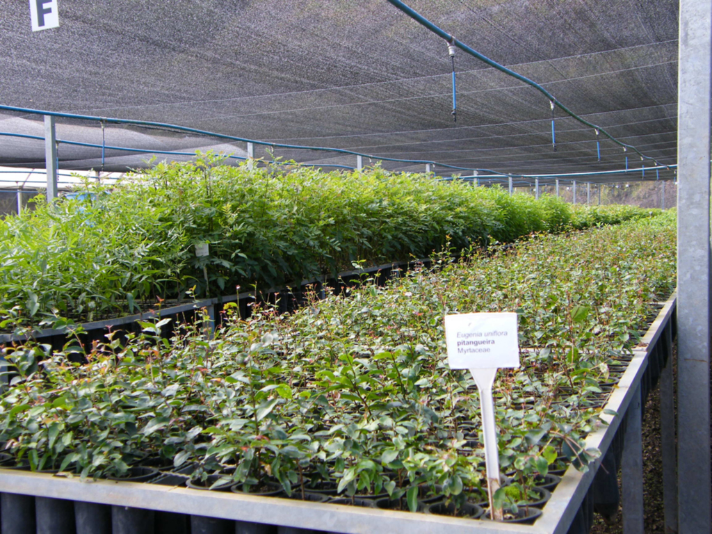 Mais de 730 mil mudas de árvores plantadas