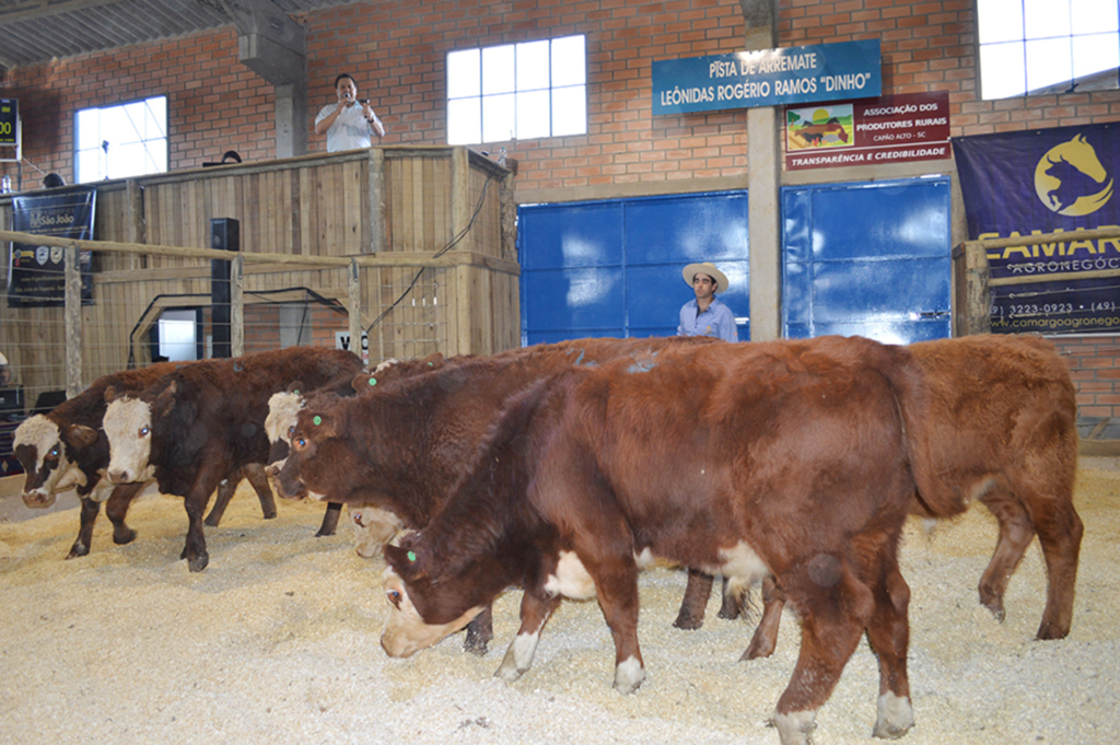 Comércio de terneiros e terneiras na feira de Capão Alto