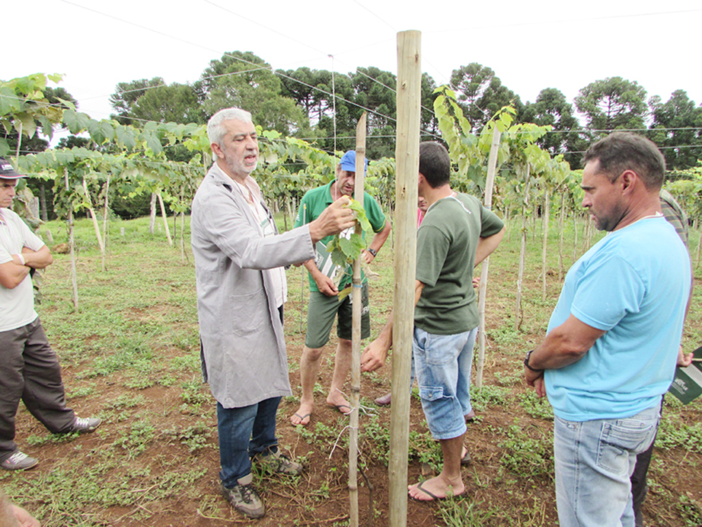 Bons resultados motivam a construção de indústria para produzir suco de uva