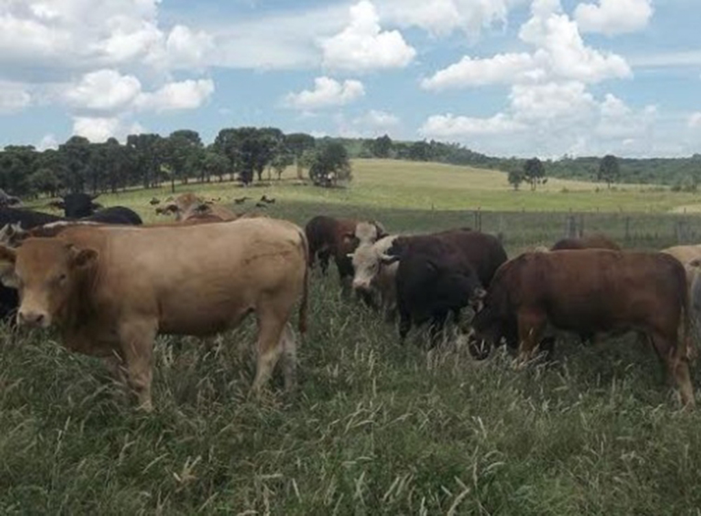 Projeto incentiva o desenvolvimento da pecuária de corte na Serra Catarinense