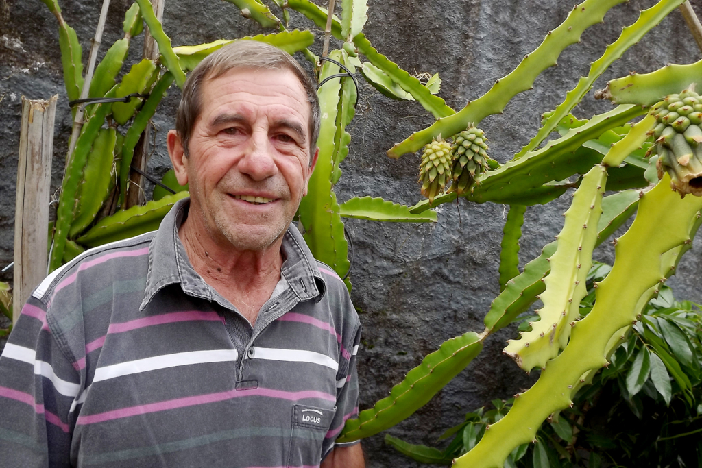 Plantação, cultivo e comercialização de mudas de Pitaia