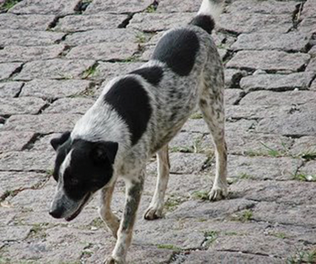 Cachorros abandonados pelas ruas preocupam