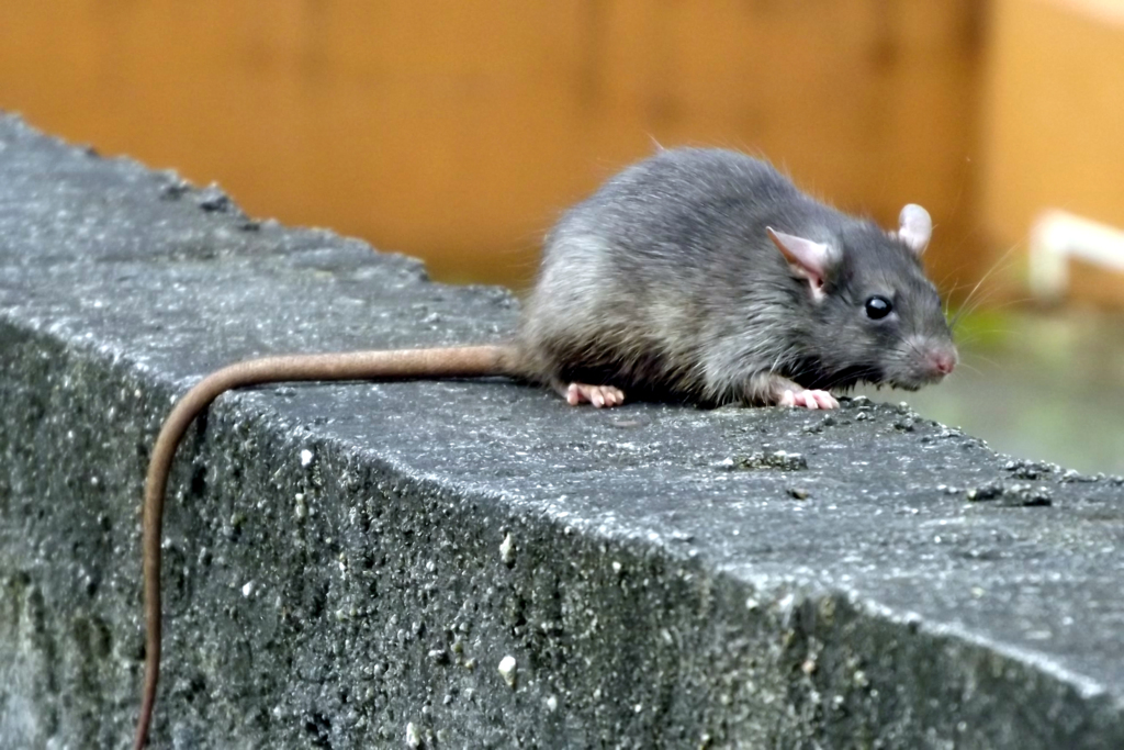 Ratos podem colocar em risco a saúde pública