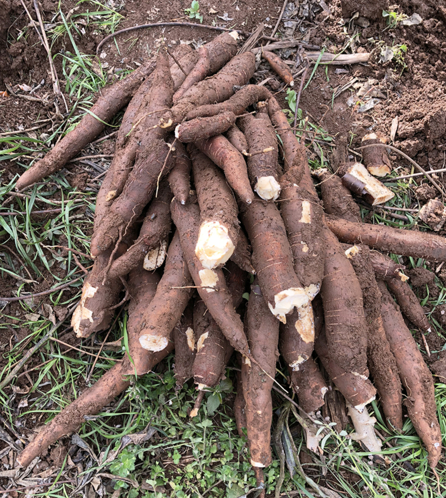 Cultivar de aipim foi avaliado durante oficina da EPAGRI